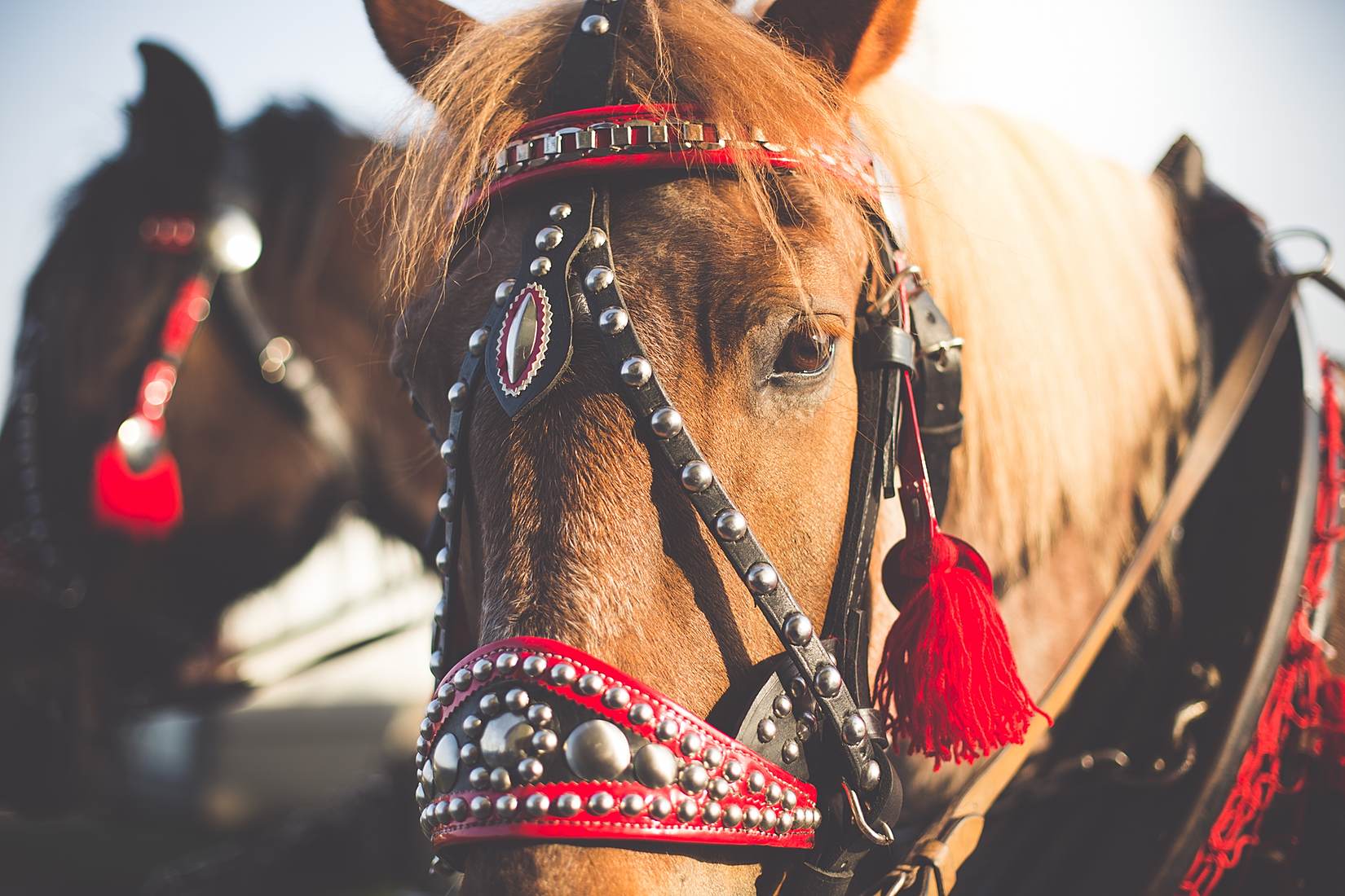 Portrait of a Horse