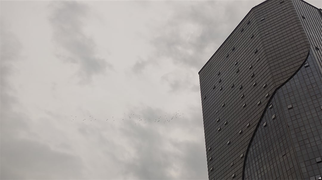 飞鸟飞过天空